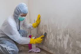 Professional Mold Removal in Durand, WI